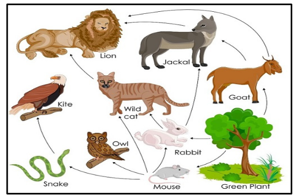 What are Food Webs?